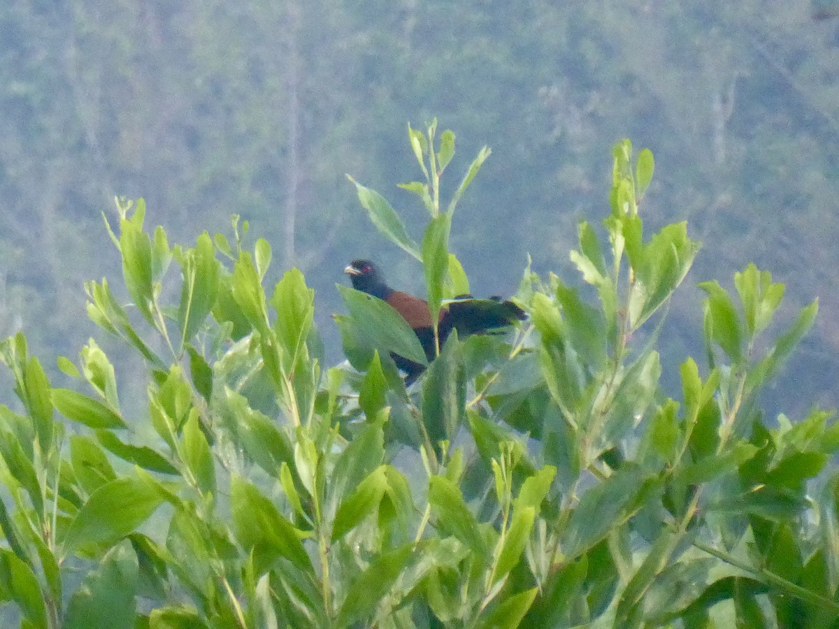 Greater Coucal - ML614429868