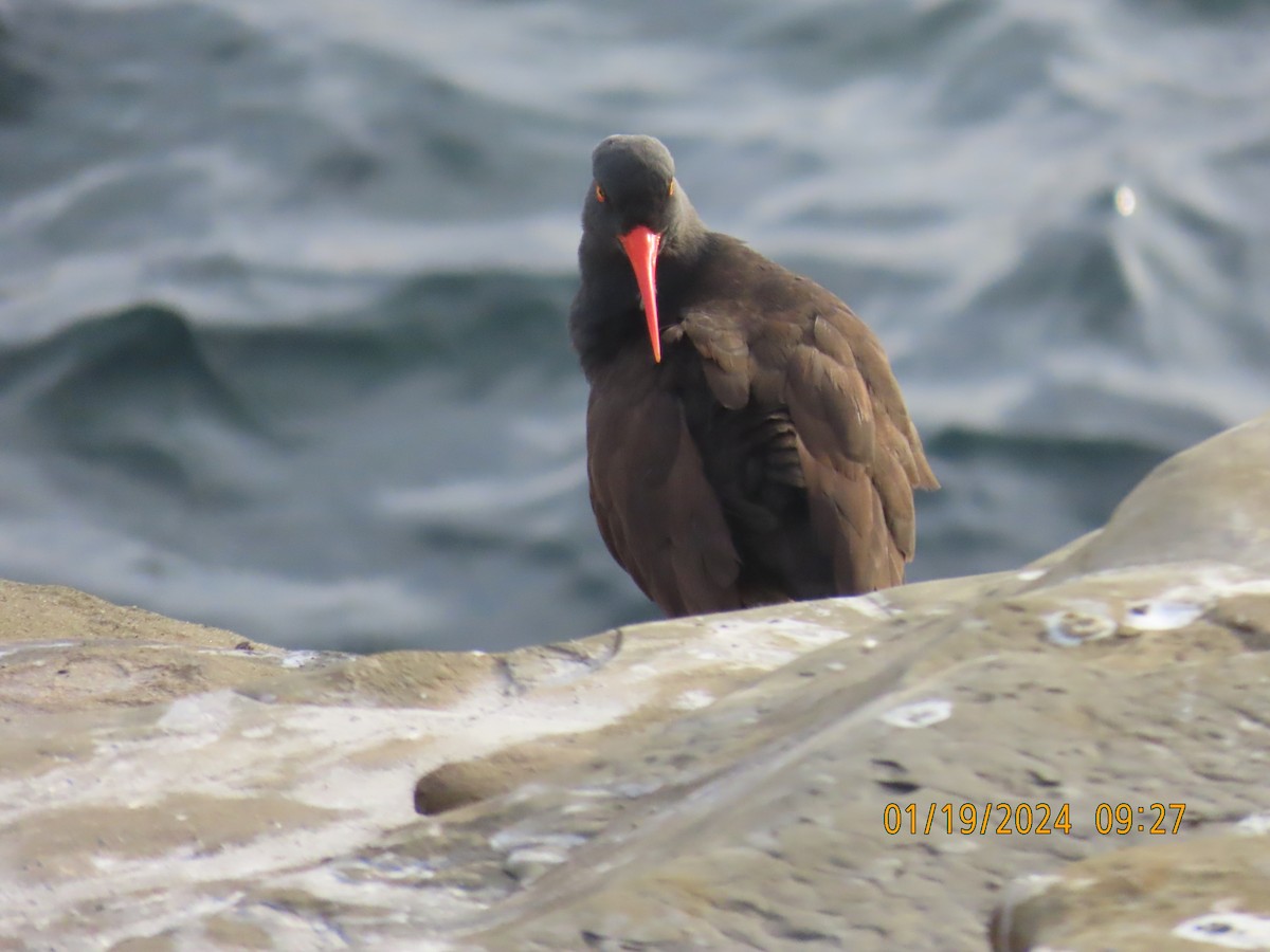 Black Oystercatcher - ML614429894