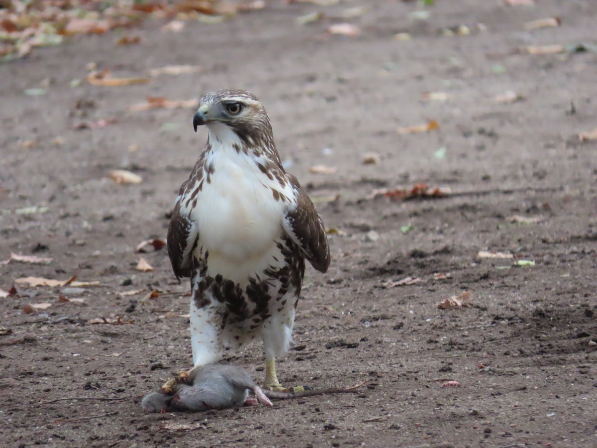 Red-tailed Hawk - ML614429927