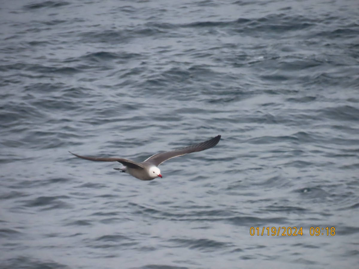 Gaviota Mexicana - ML614430008