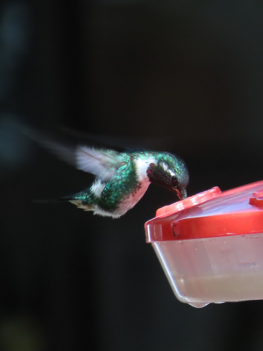 Colibrí de Mulsant - ML614430010