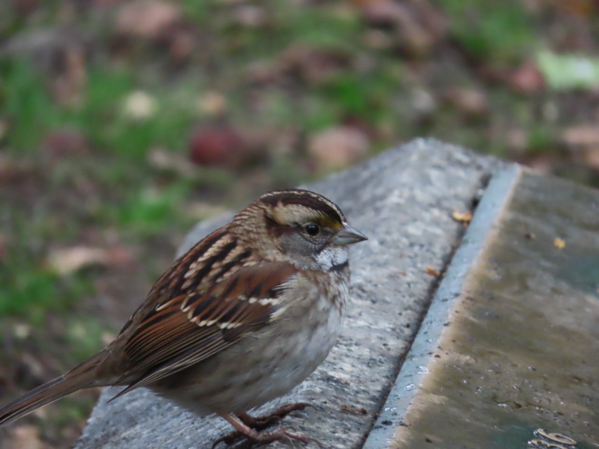White-throated Sparrow - ML614430086