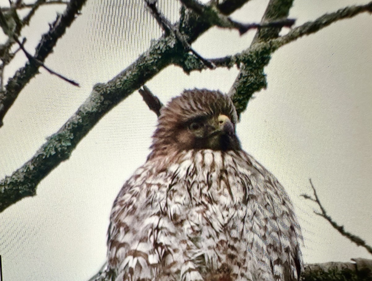 Red-shouldered Hawk - ML614430175