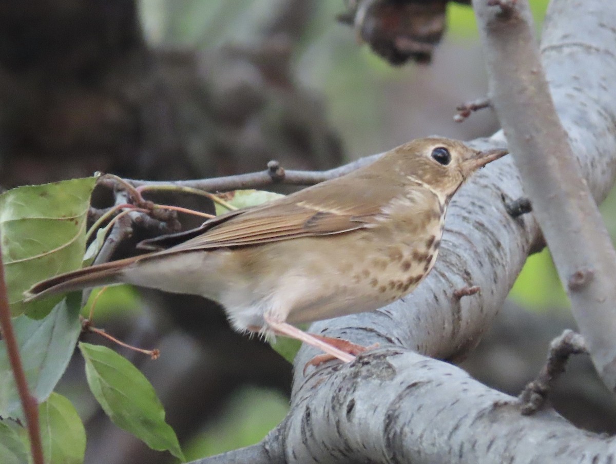 Hermit Thrush - ML614430180