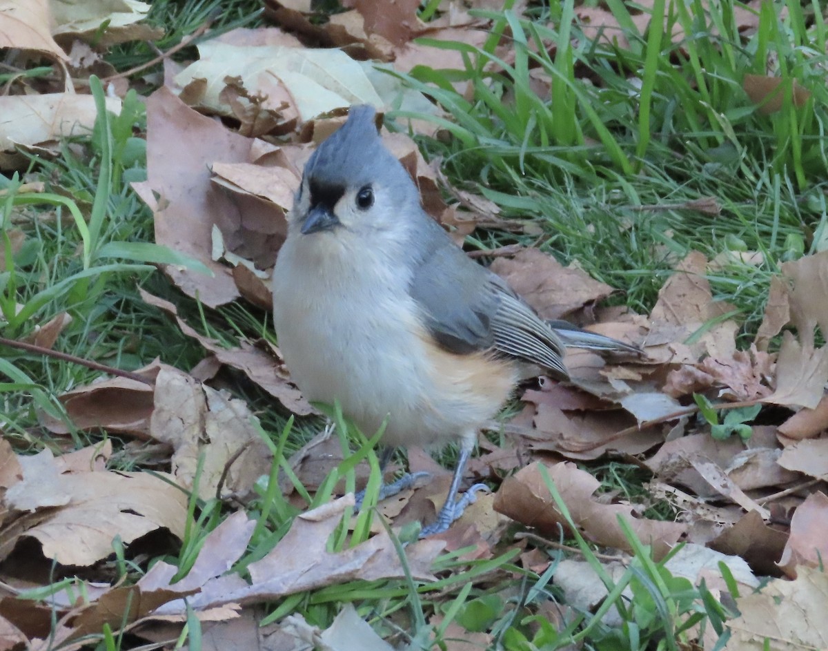 Tufted Titmouse - ML614430216