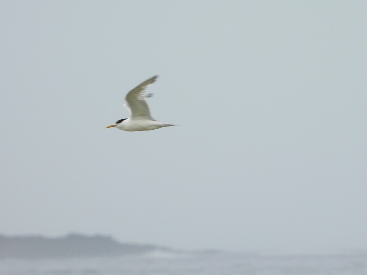 Great Crested Tern - ML614430246