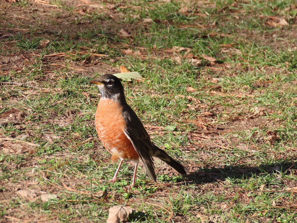 American Robin - Russell Woodford