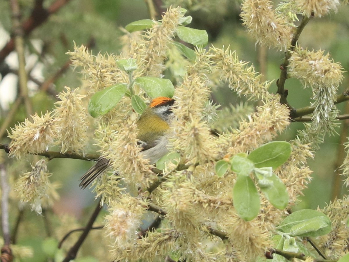 Common Firecrest - ML614430277