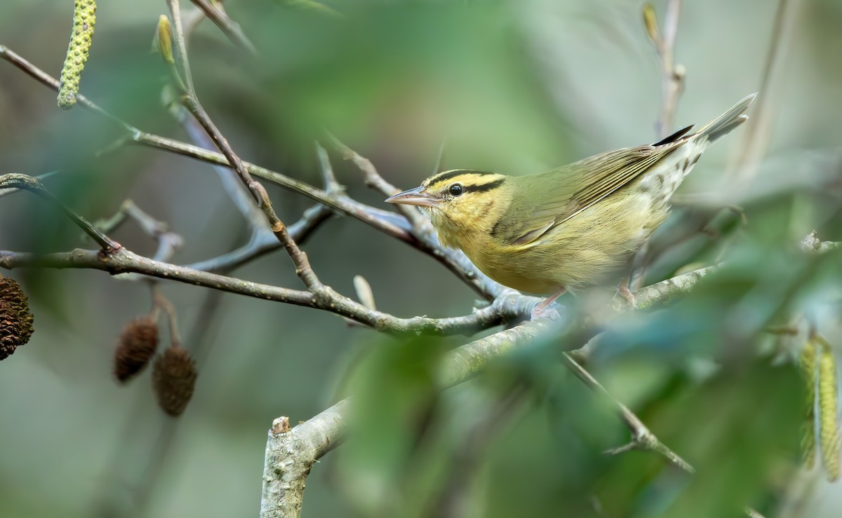 Worm-eating Warbler - ML614430285