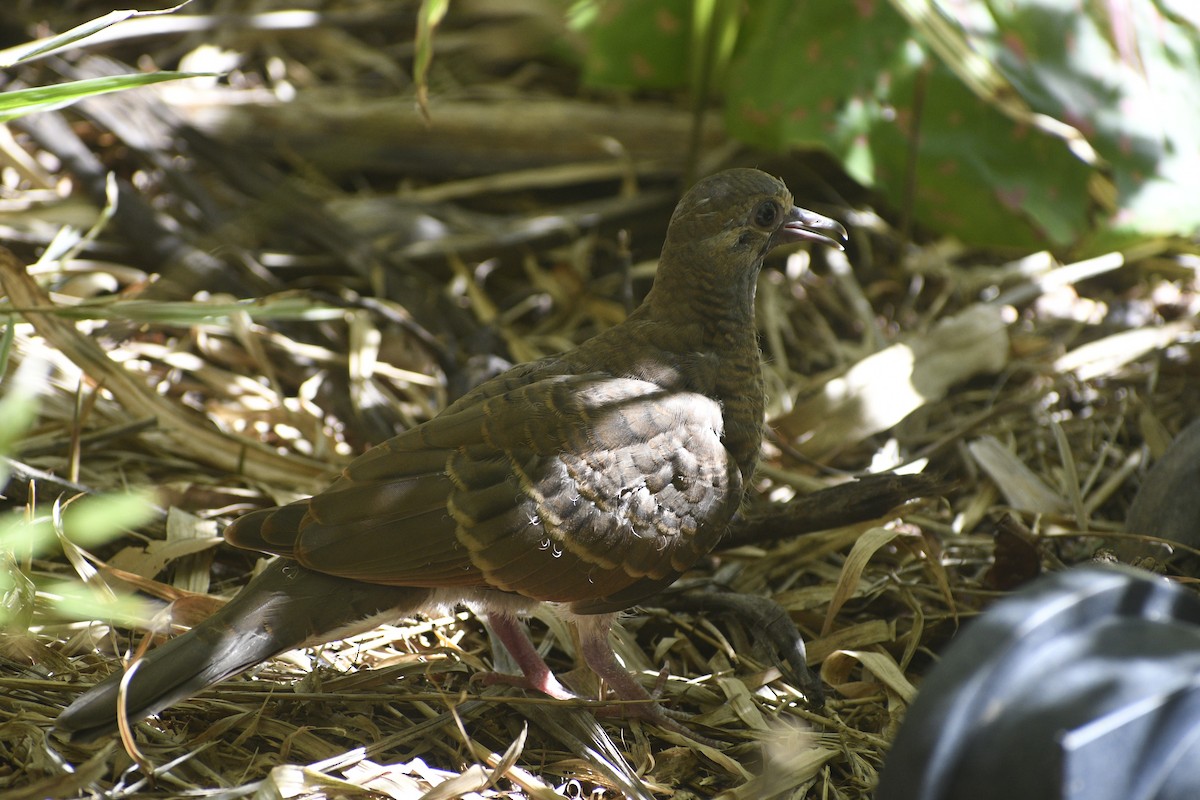 Bar-shouldered Dove - ML614430340