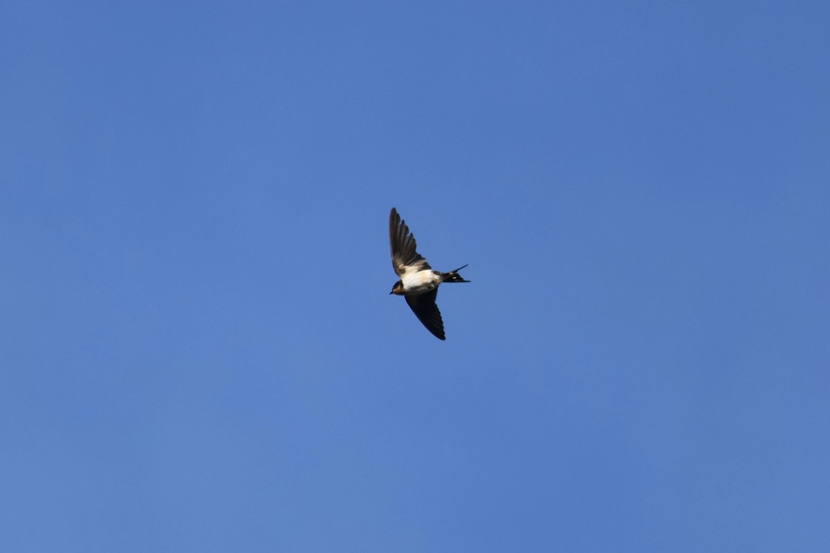 Barn Swallow - Mari Petznek