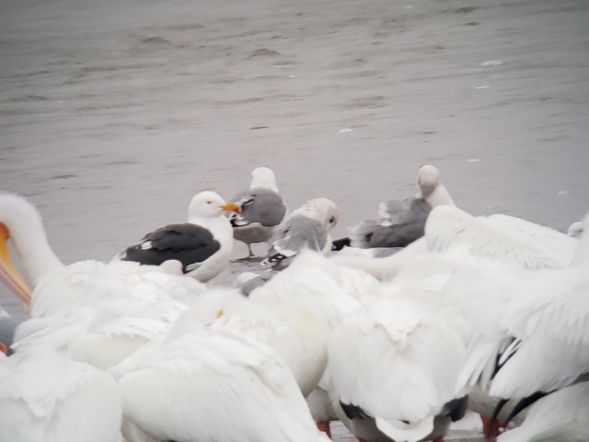 Yellow-footed Gull - Eugene Huryn