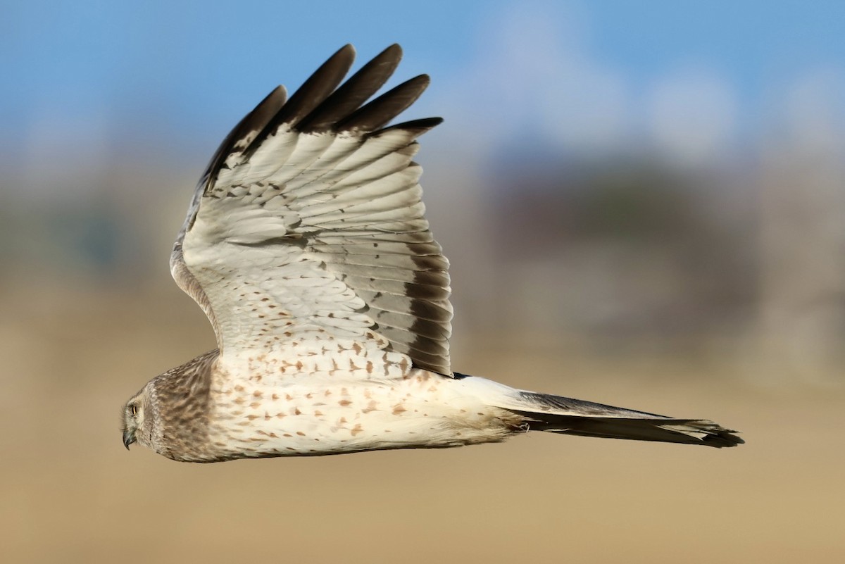 Northern Harrier - Mari Petznek