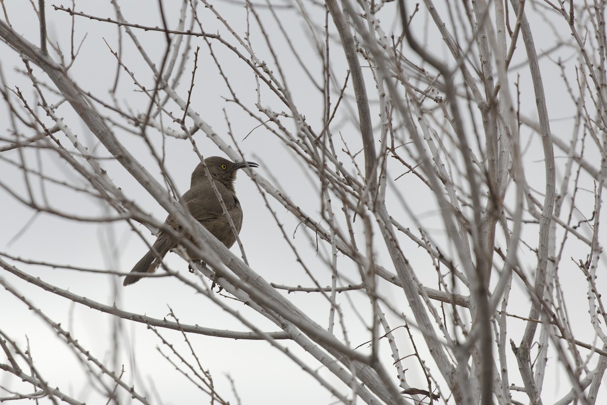 Curve-billed Thrasher - Eugene Huryn