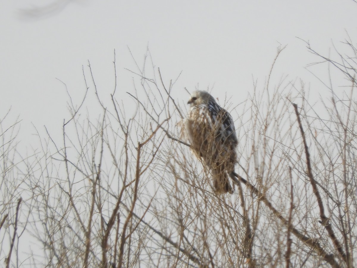 Rough-legged Hawk - ML614430413