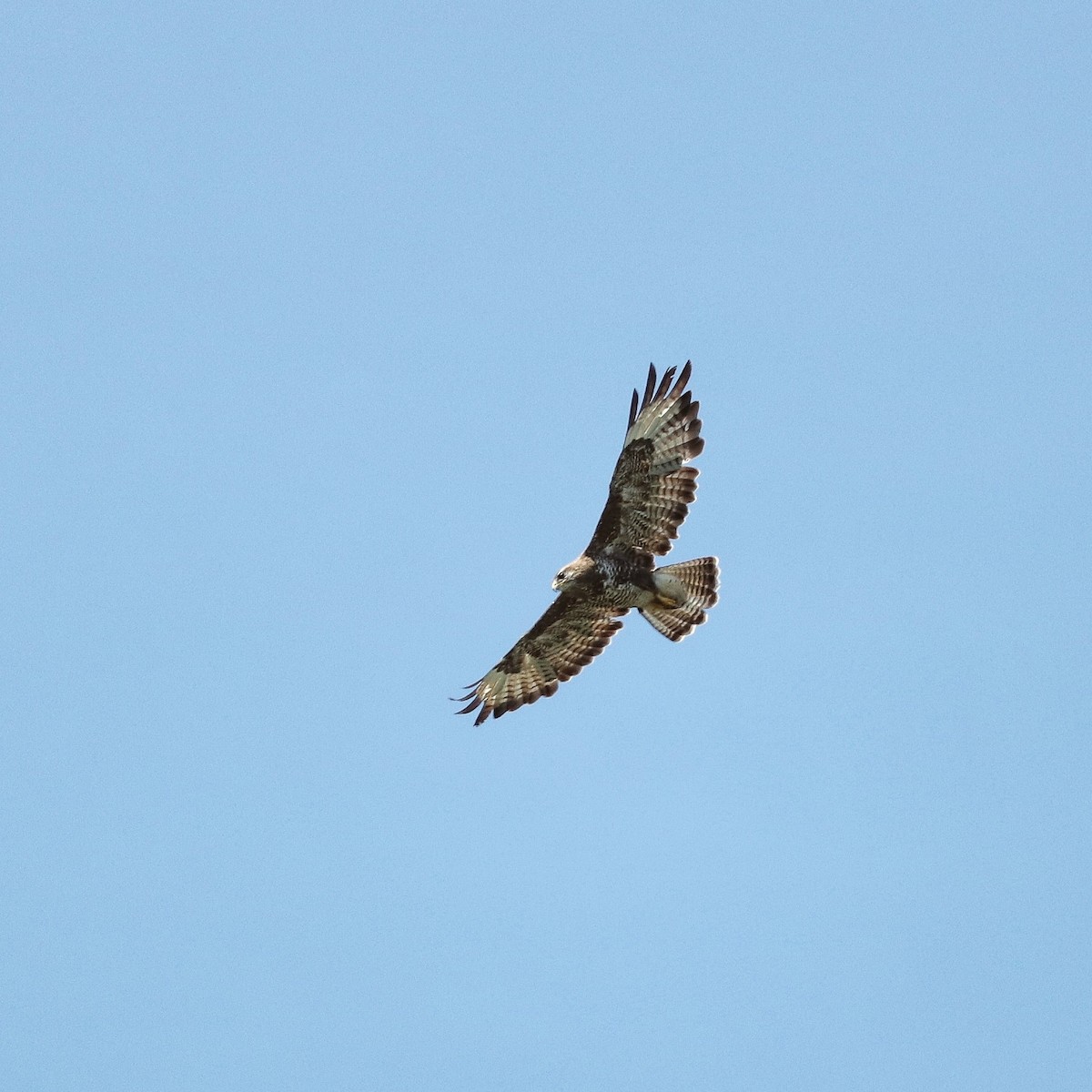 Common Buzzard - ML614430426