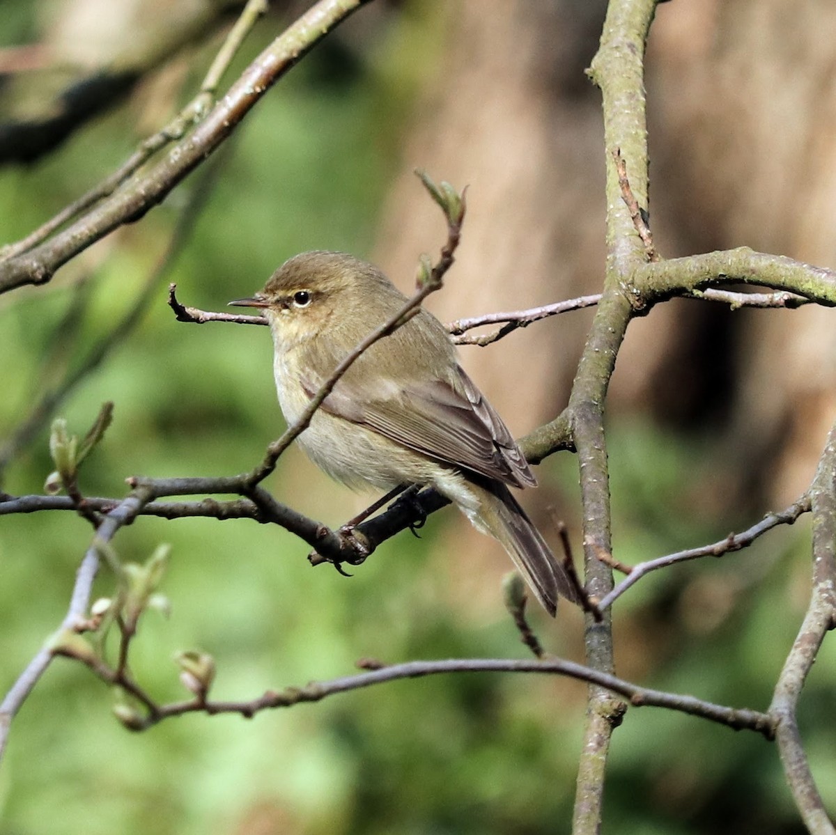 Common Chiffchaff - ML614430428