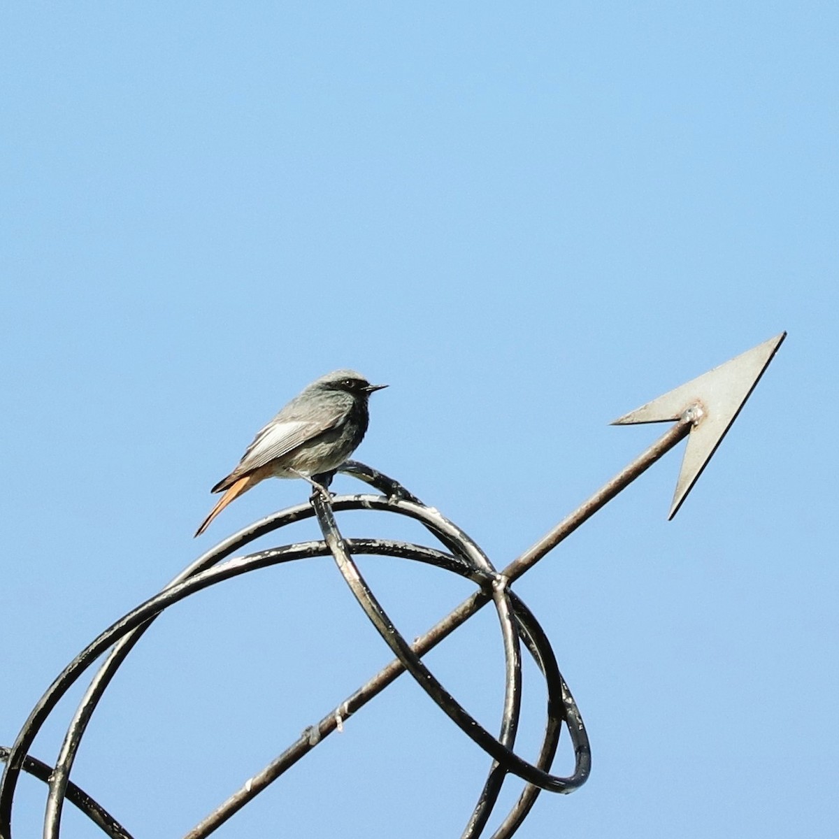 Black Redstart - ML614430430