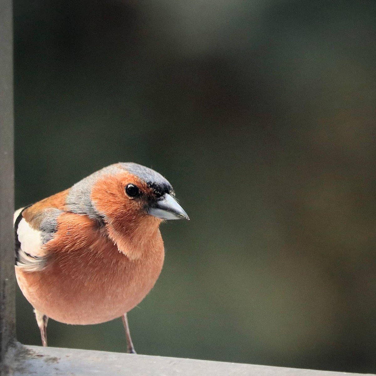 Common Chaffinch - ML614430439