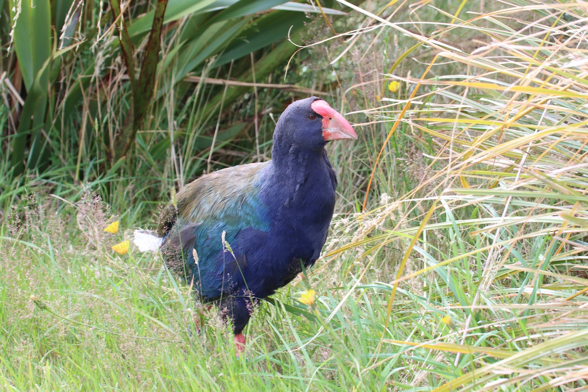 South Island Takahe - Kathy Mihm Dunning