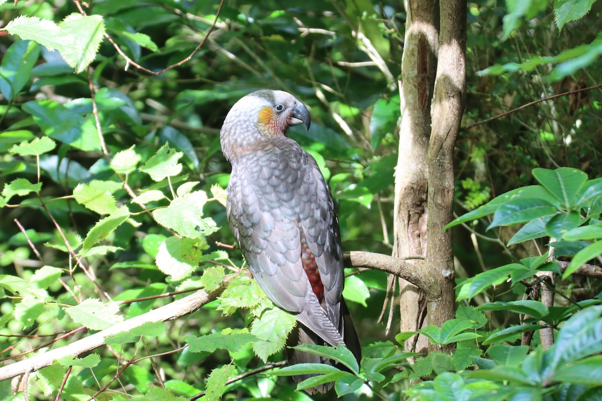 New Zealand Kaka - ML614430444