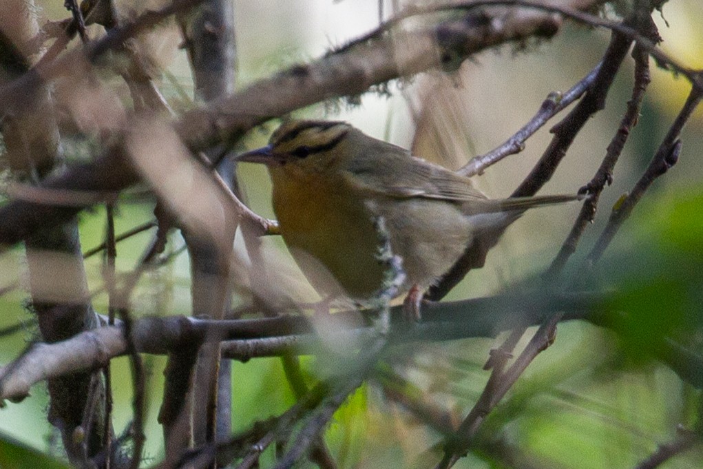 Worm-eating Warbler - ML614430452
