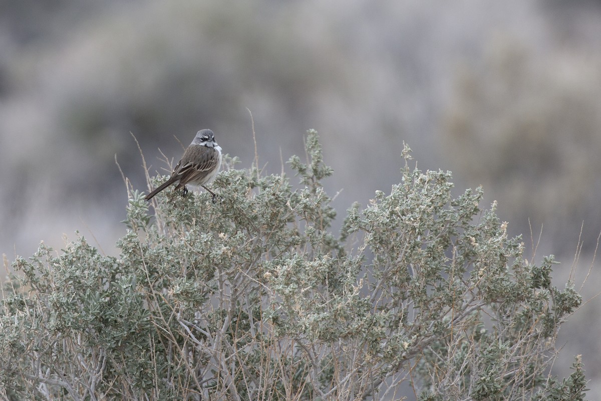 Sagebrush/Bell's Sparrow (Sage Sparrow) - Eugene Huryn