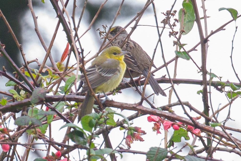 Orchard Oriole - ML614430492