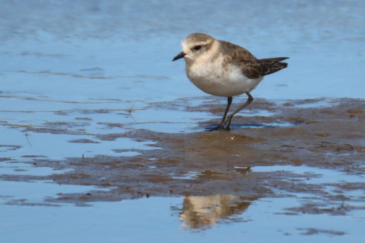 Double-banded Plover - ML614430499