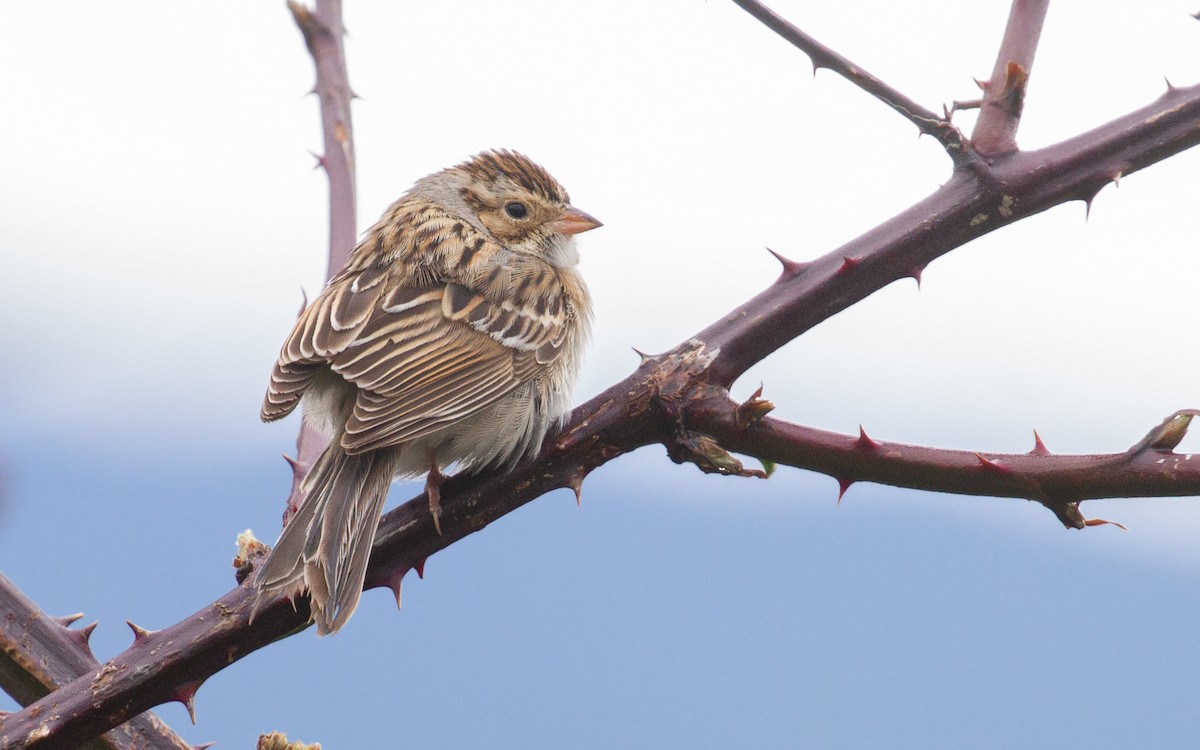 Clay-colored Sparrow - ML614430527