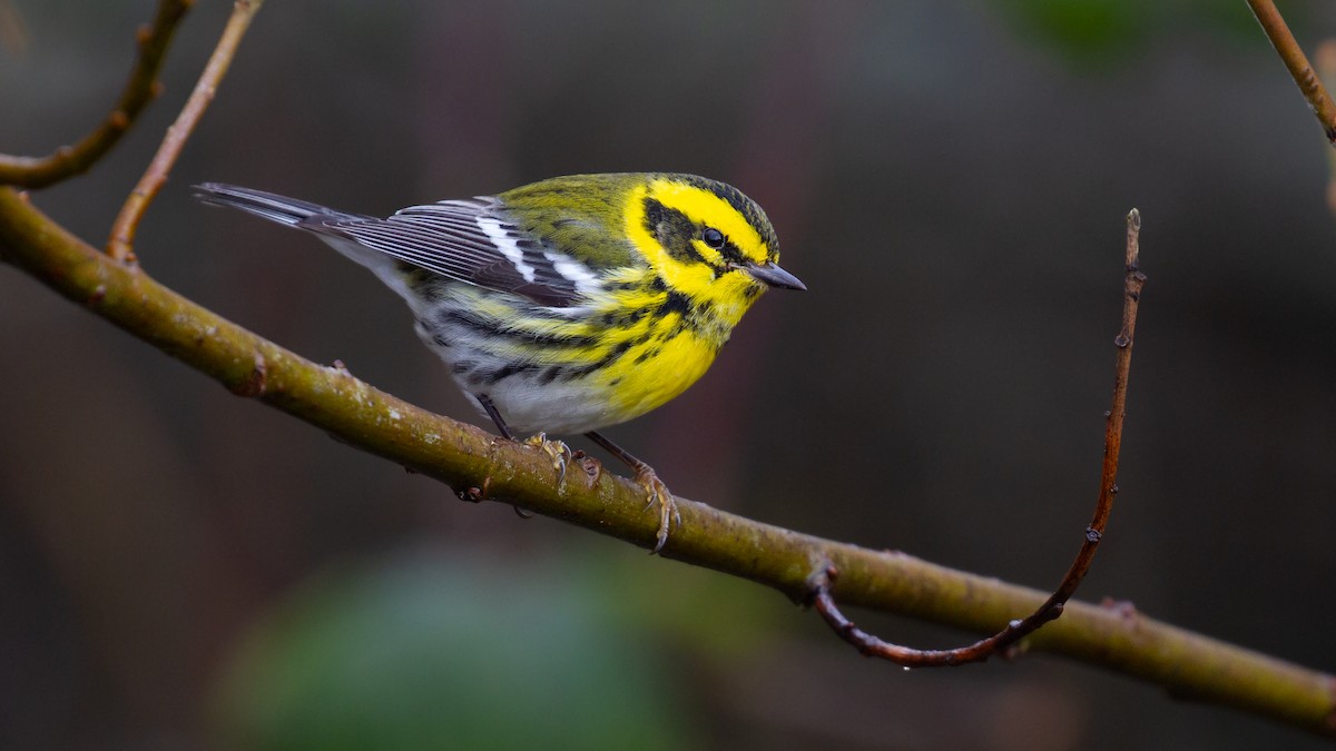 Townsend's Warbler - ML614430532