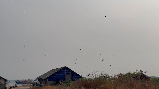 Black Kite - ML614430539