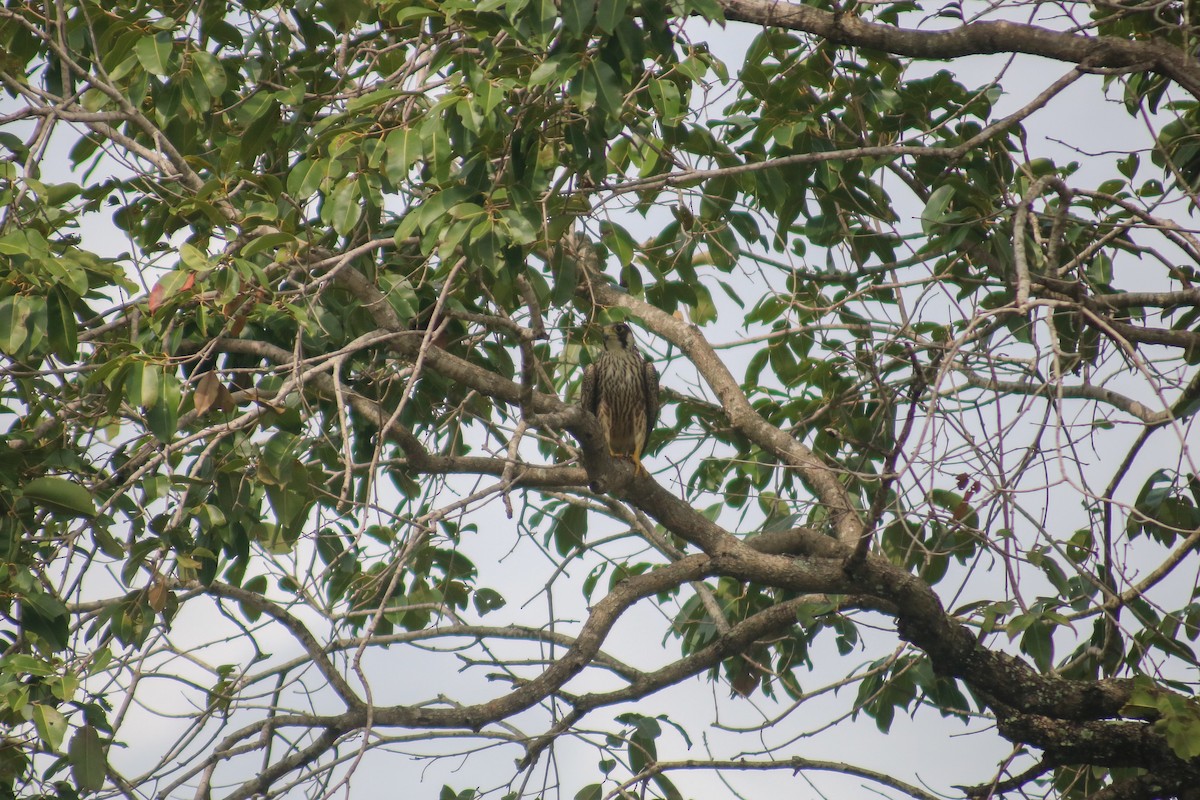 Peregrine Falcon - ML614430541