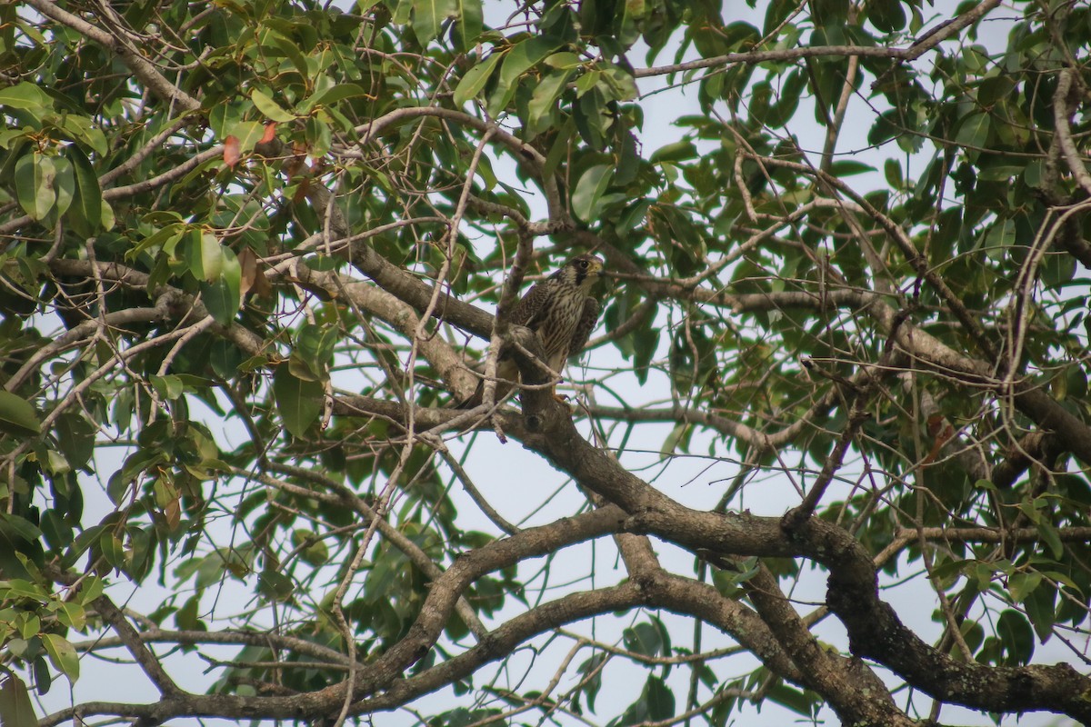 Peregrine Falcon - ML614430542