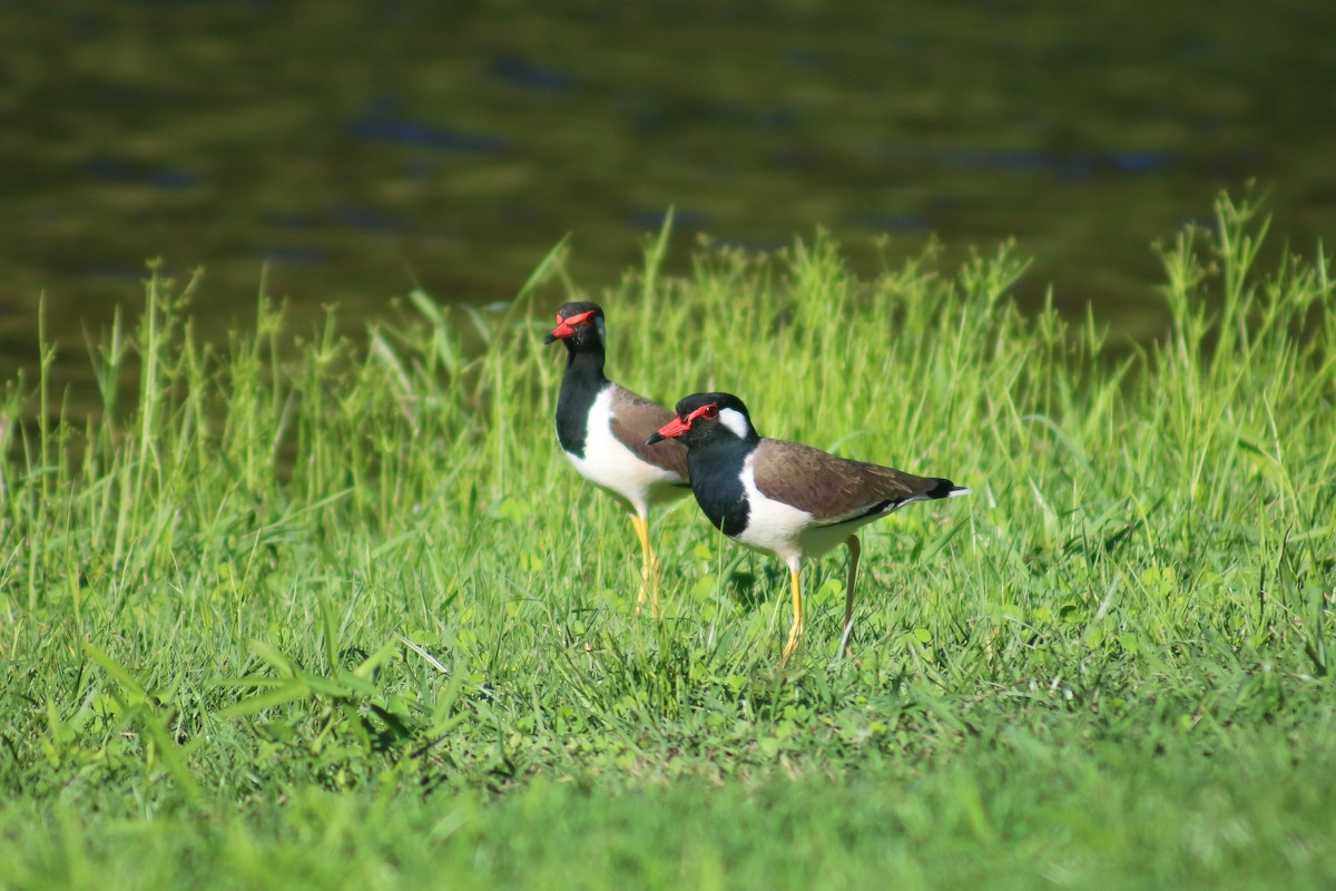 Red-wattled Lapwing - Supot Surapaetang