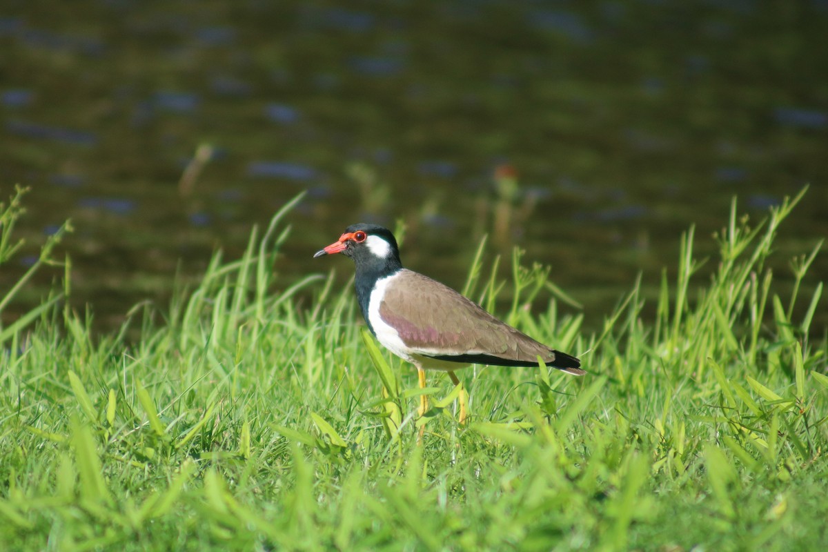 Red-wattled Lapwing - ML614430642