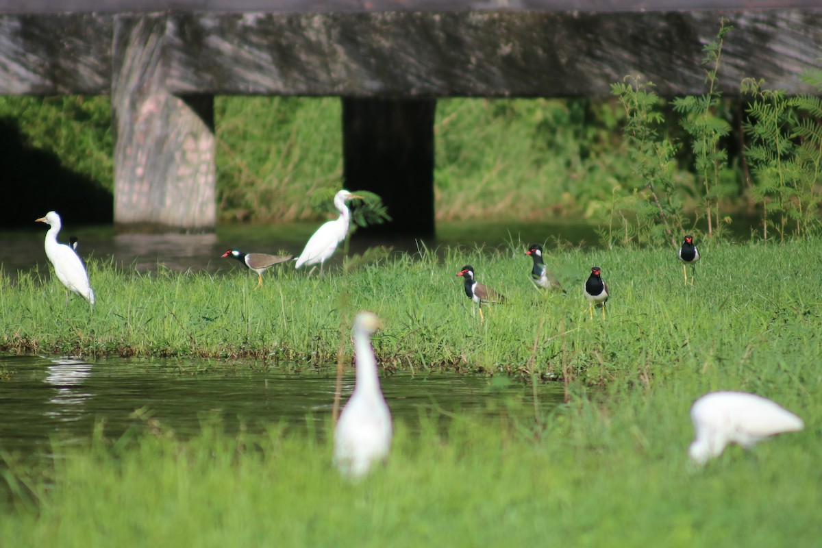 Red-wattled Lapwing - Supot Surapaetang