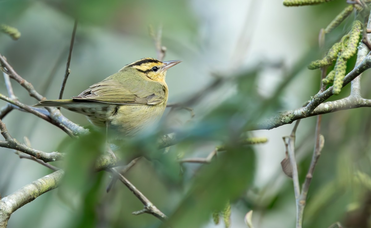 Worm-eating Warbler - ML614430673