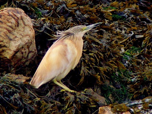 Squacco Heron - ML614430676