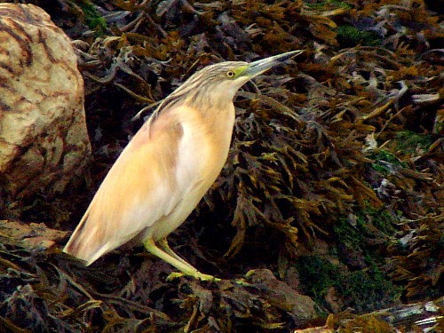 Squacco Heron - ML614430677