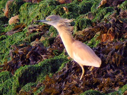 Squacco Heron - ML614430678