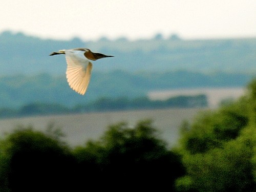 Squacco Heron - ML614430680