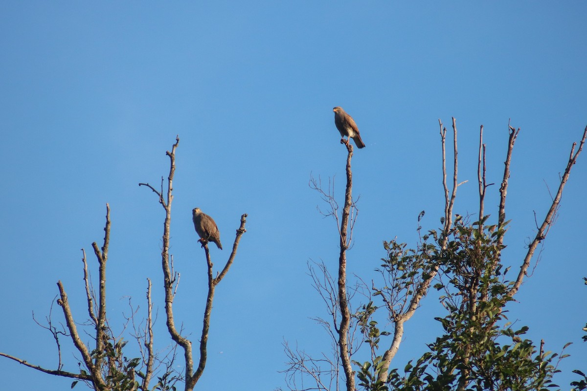 Rufous-winged Buzzard - ML614430688