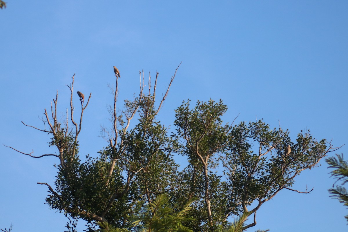 Rufous-winged Buzzard - ML614430689