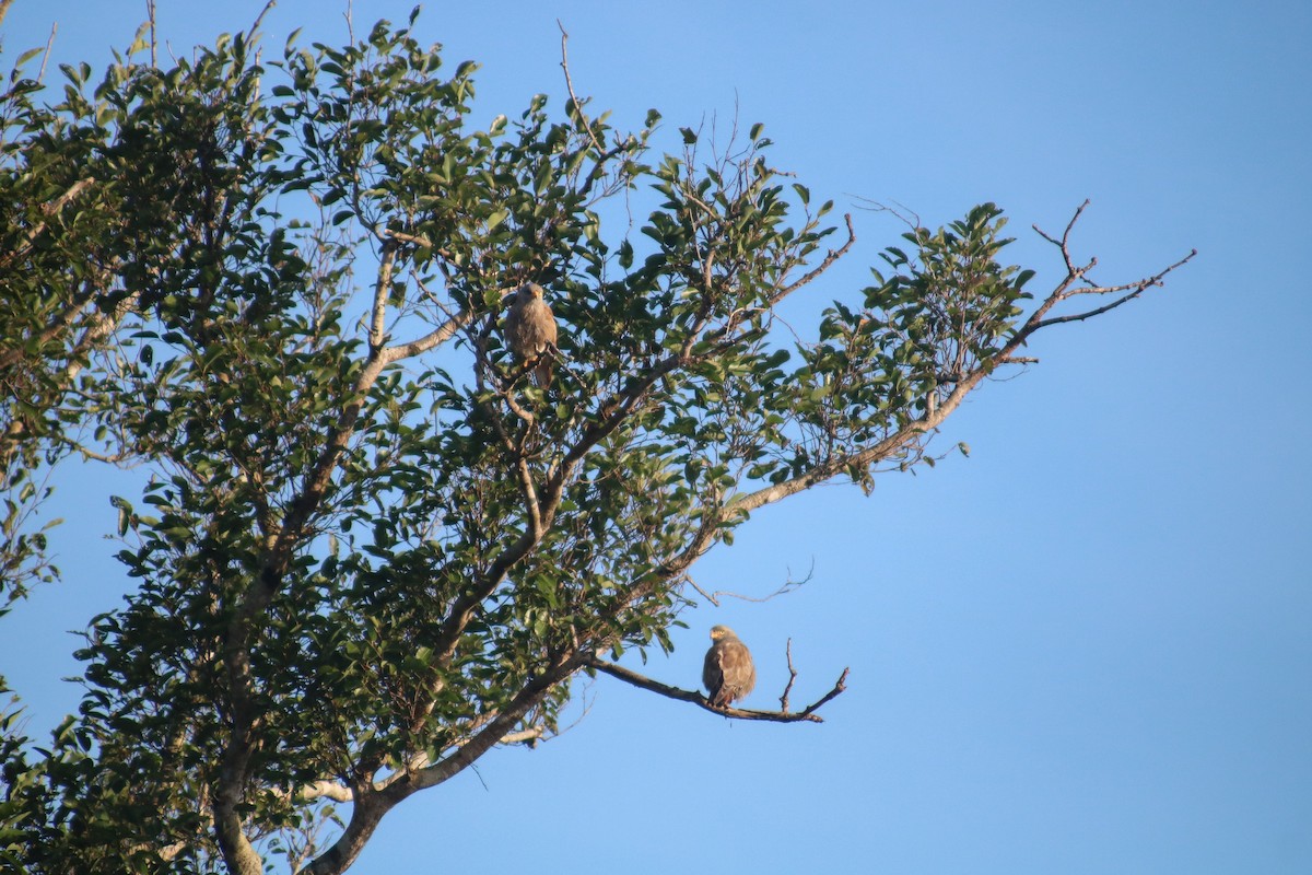 Rufous-winged Buzzard - ML614430690