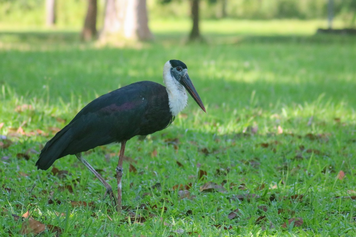 Asian Woolly-necked Stork - Supot Surapaetang