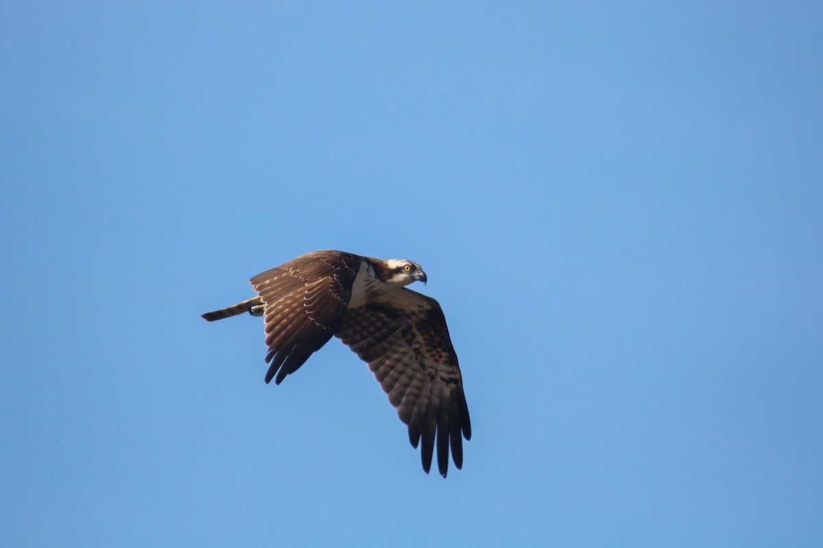 Águila Pescadora - ML614430717