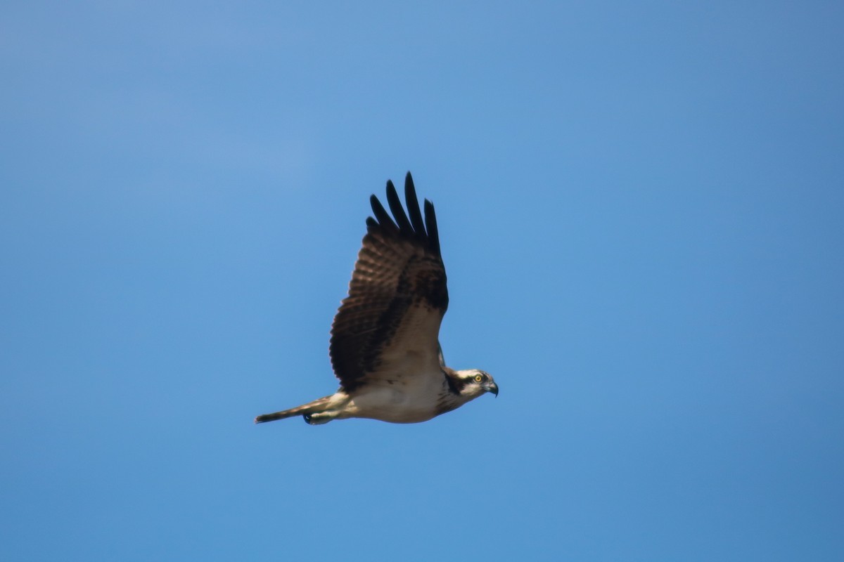 Osprey - Supot Surapaetang