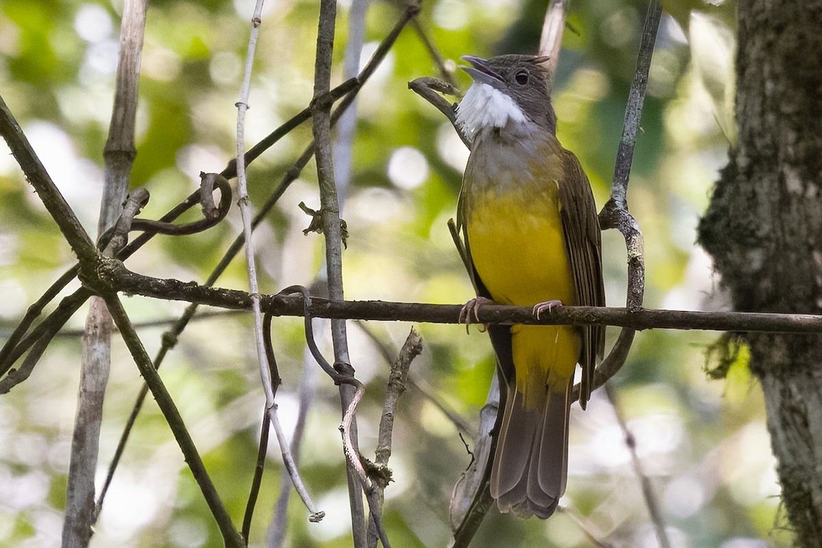 Brown-cheeked Bulbul - ML614430725