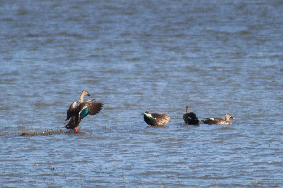 Indian Spot-billed Duck - Supot Surapaetang